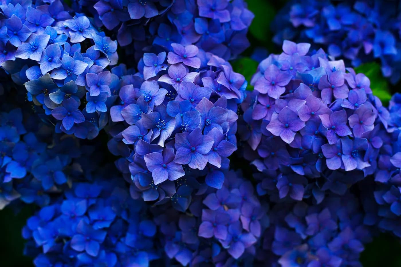 Hydrangea Cloud