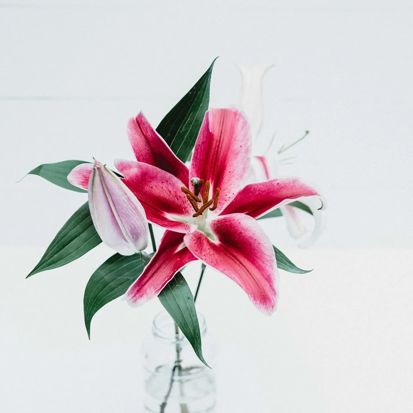 Lily Elegance