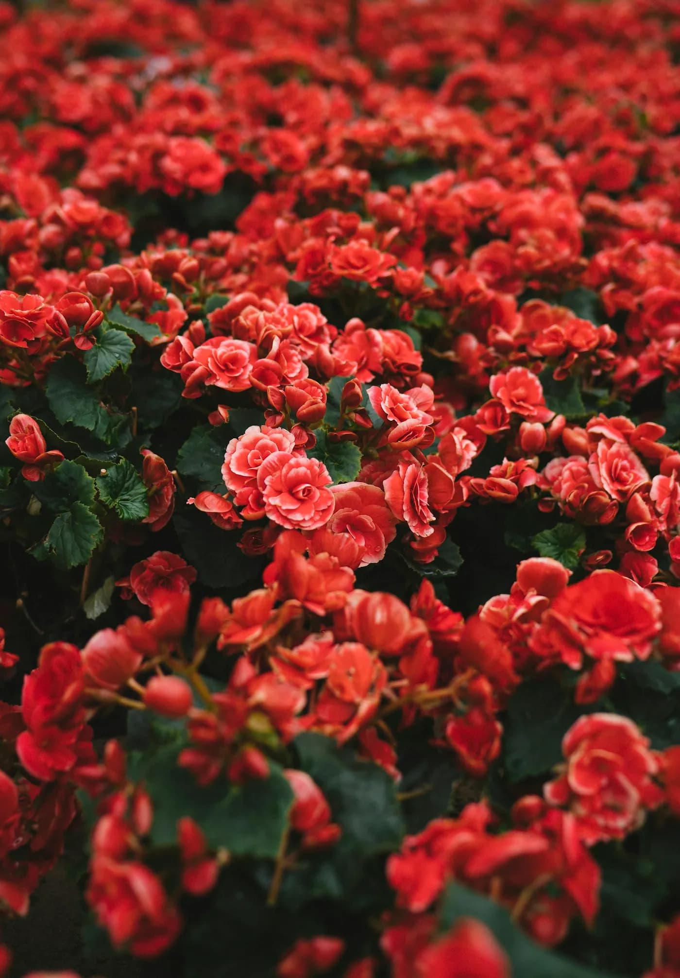 Scarlet Opulence