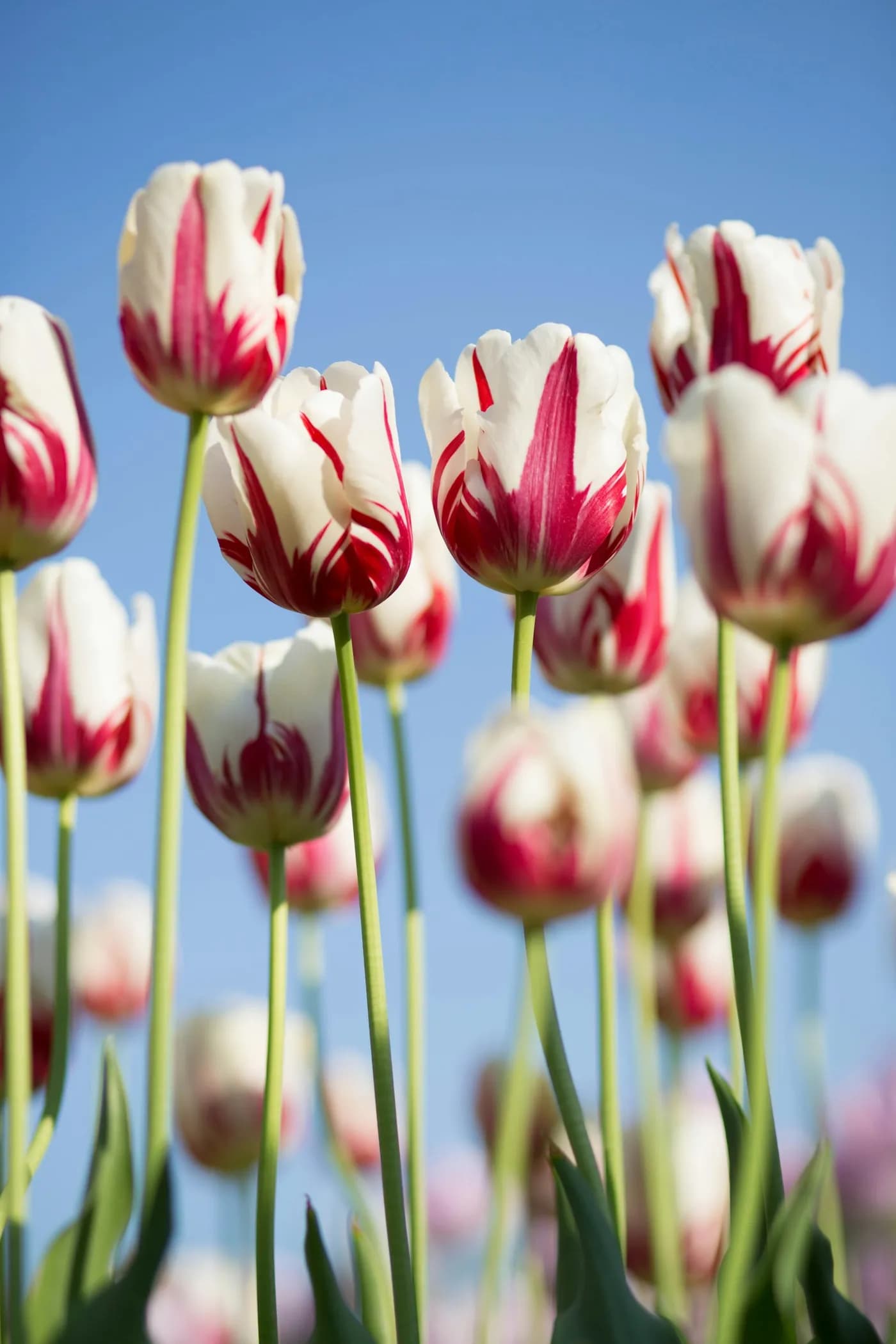 Tulip Morning